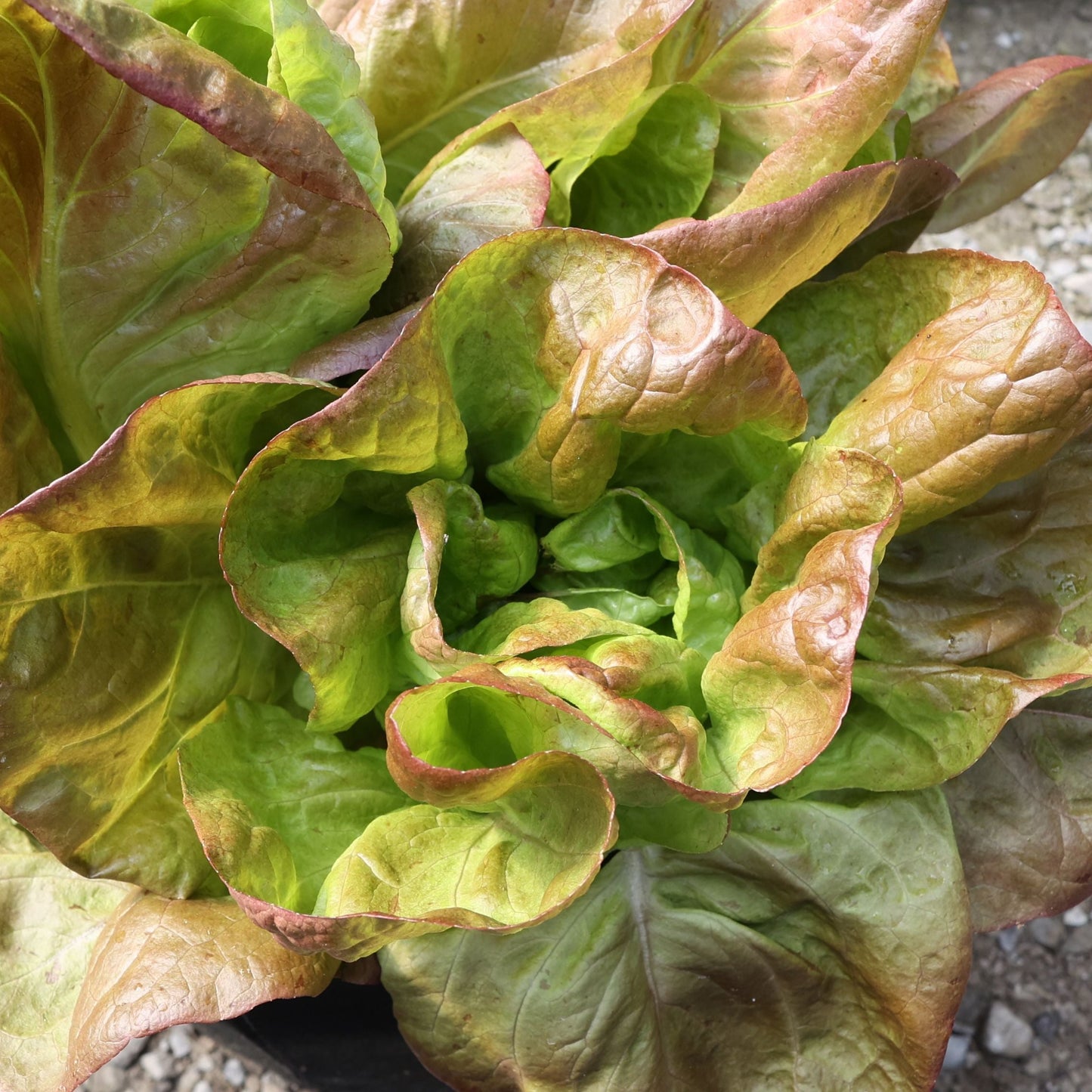 Marvel of 4 Seasons Lettuce