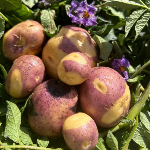 Organic Masquerade Seed Potato (lb)