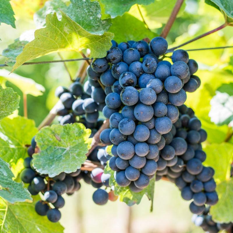 Autumn Royal Seedless Table Grape Vine