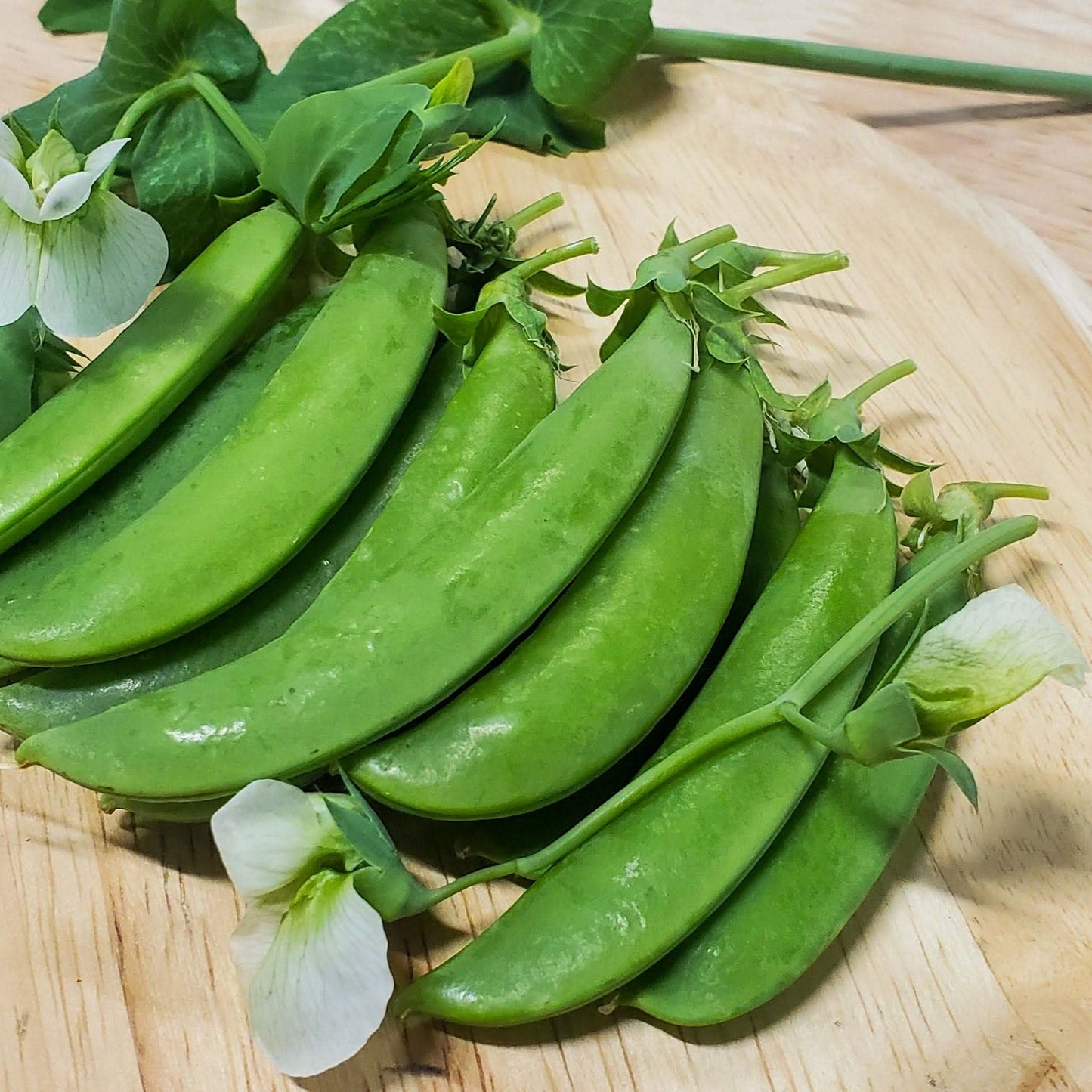 Sugar Snap Pea