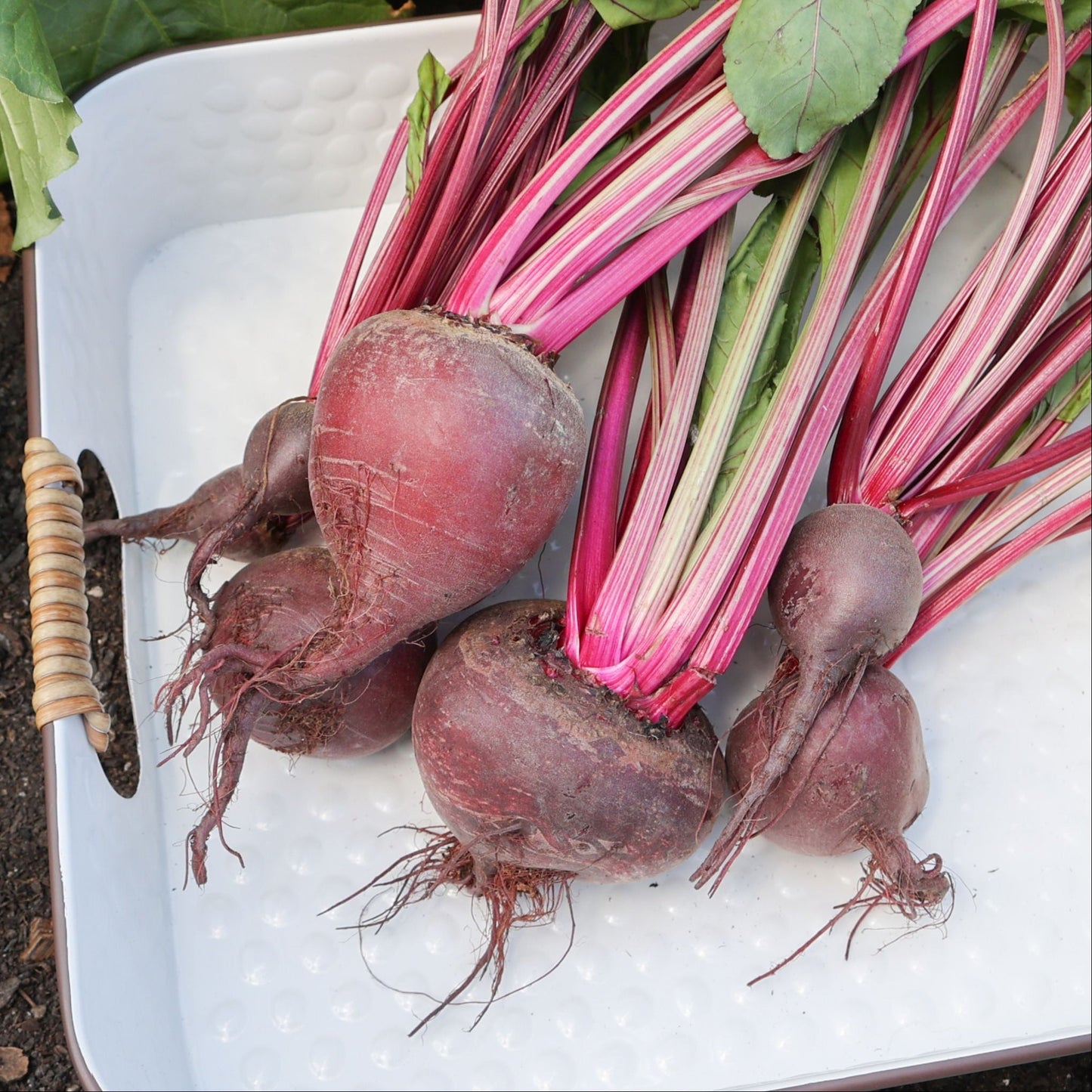 Ruby Queen Beet