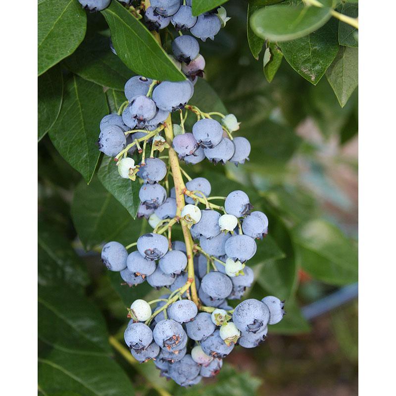 Jersey Blueberry (Late Harvest)