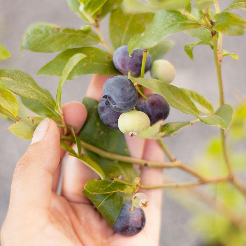 Patriot Blueberry (Early Harvest)