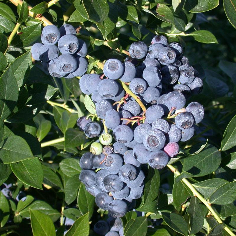 Reka Blueberry (Early Harvest)