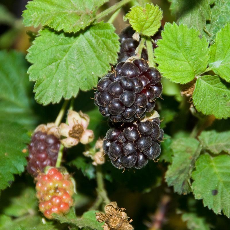 Boysenberry - Thornless