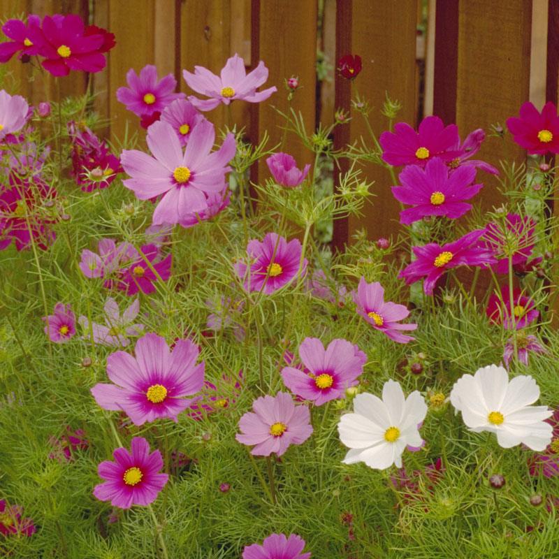 Cosmos, Sensation Mix (pack)