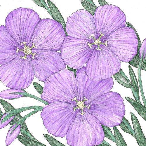 Flax, Blue (lb)