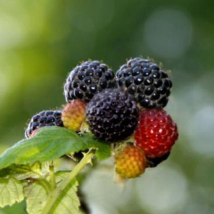 Potted Raspberry - Black Jewel