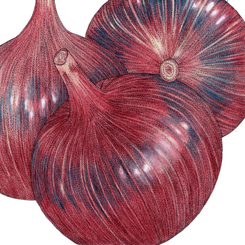 Cabernet Onion Seeds (Organic)