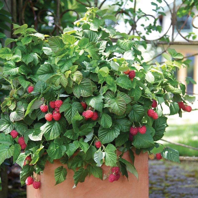 Raspberry Shortcake