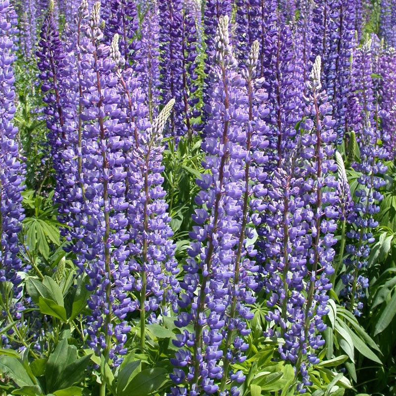 Lupine, Perennial (1/4 lb)