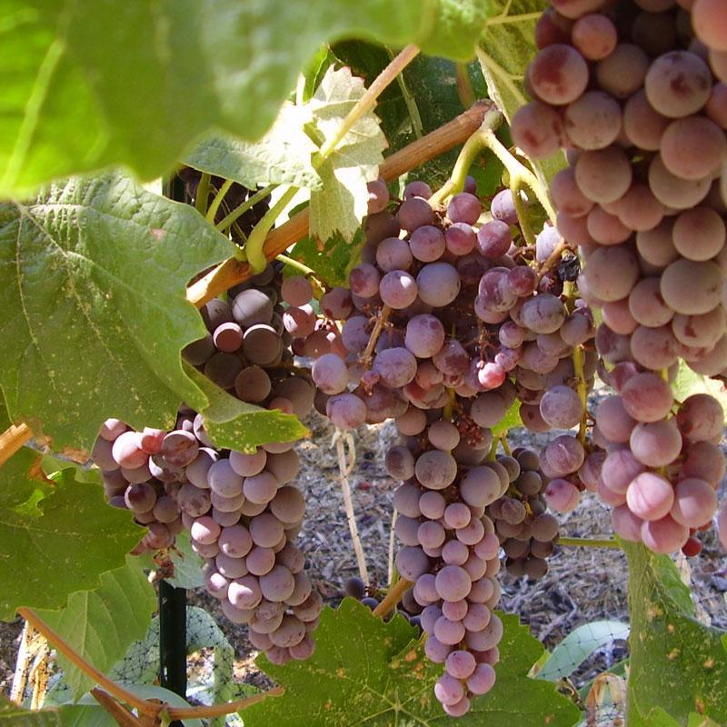 Black Monukka Seedless Table Grape Vine