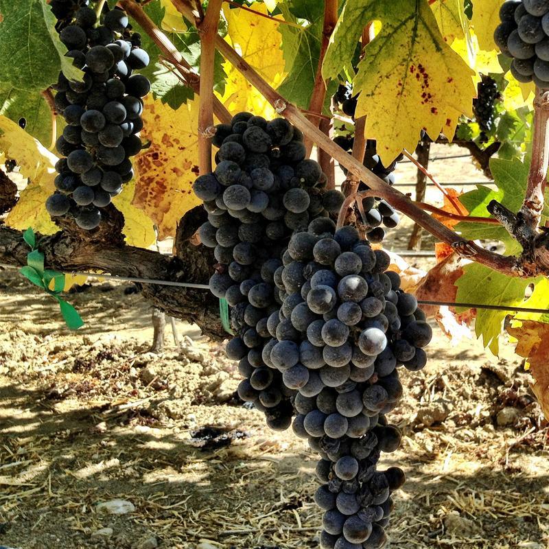 Zinfandel Wine Grape Vine