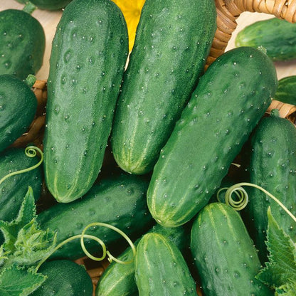 Homemade Pickles Cucumber Seeds (Organic)