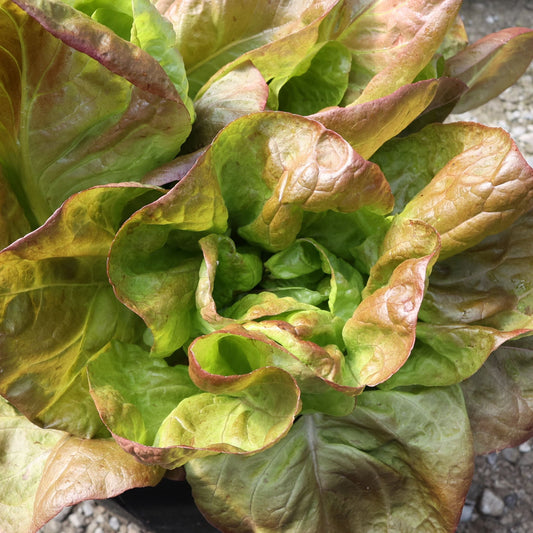 Marvel of 4 Seasons Lettuce