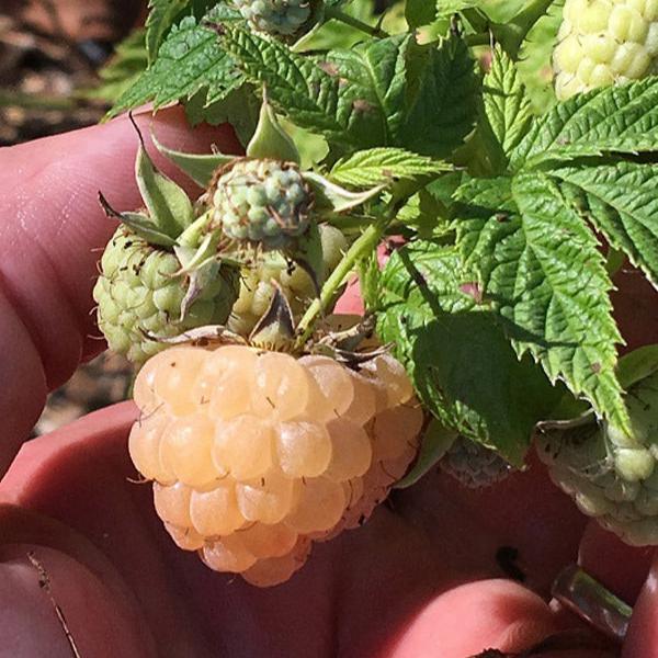 Potted Raspberry - Anne Golden
