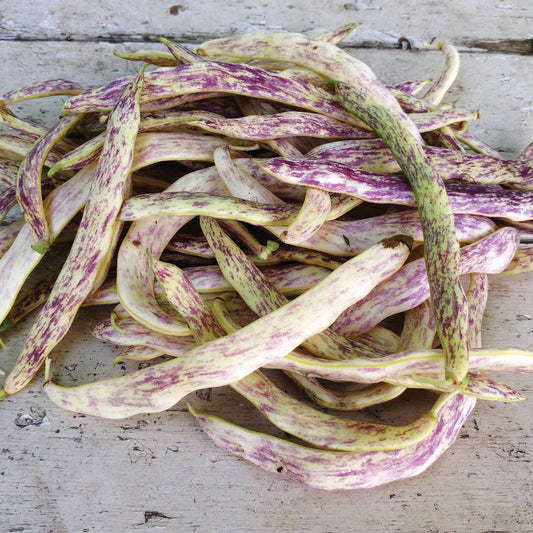 Dragon's Tongue Bean (Bush)