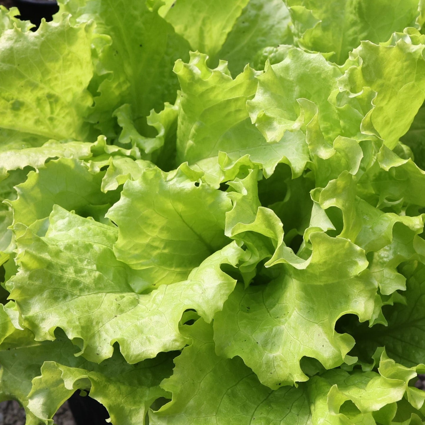 Black Seeded Simpson Lettuce