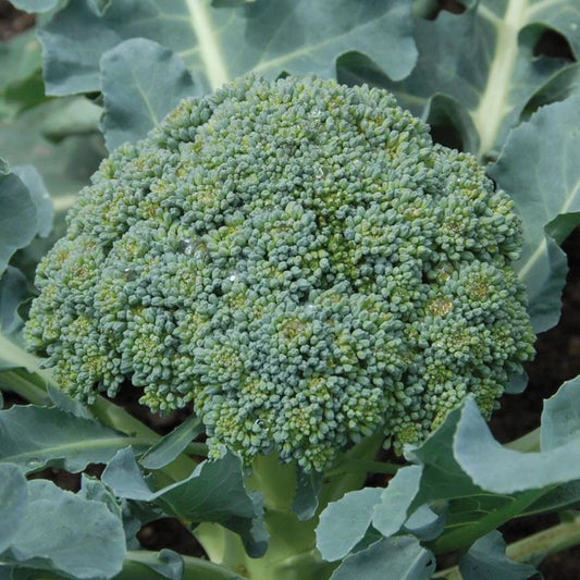Calabrese Broccoli