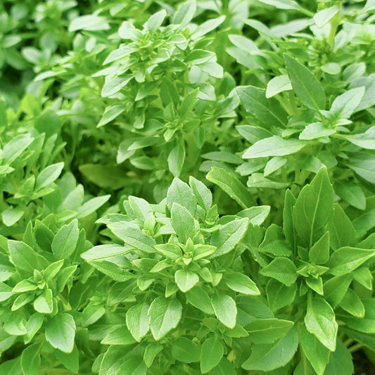 Spicy Globe Basil