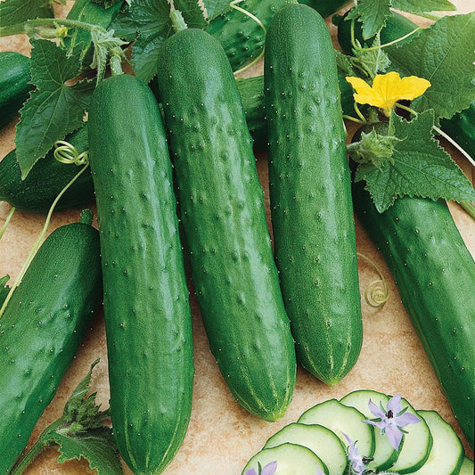 Spacemaster 80 Cucumber Seeds