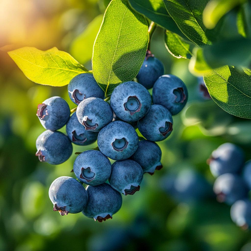 Chandler Blueberry (Mid to Late Harvest)