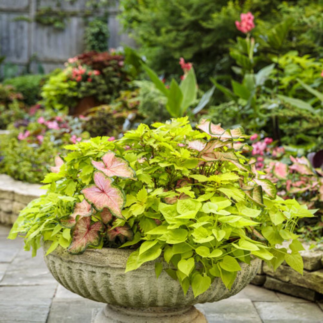 Proven Winners ColorBlaze® Lime Time® Coleus