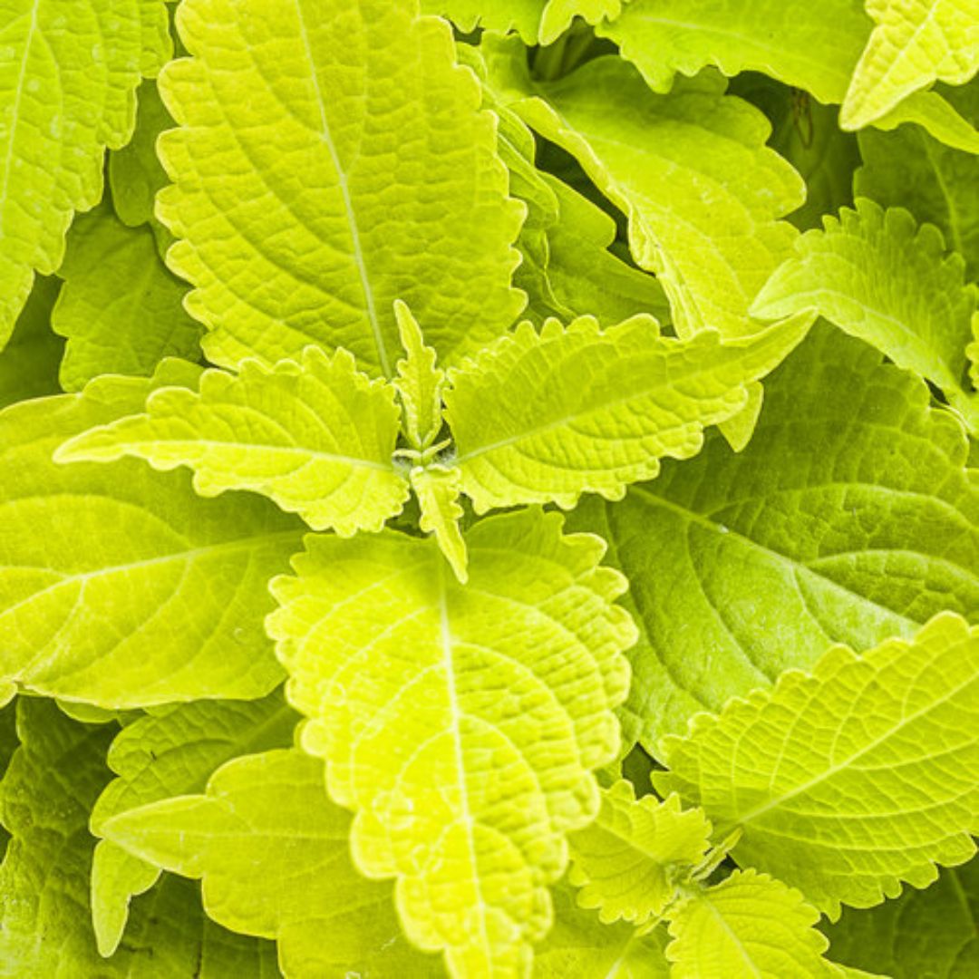 Proven Winners ColorBlaze® Lime Time® Coleus