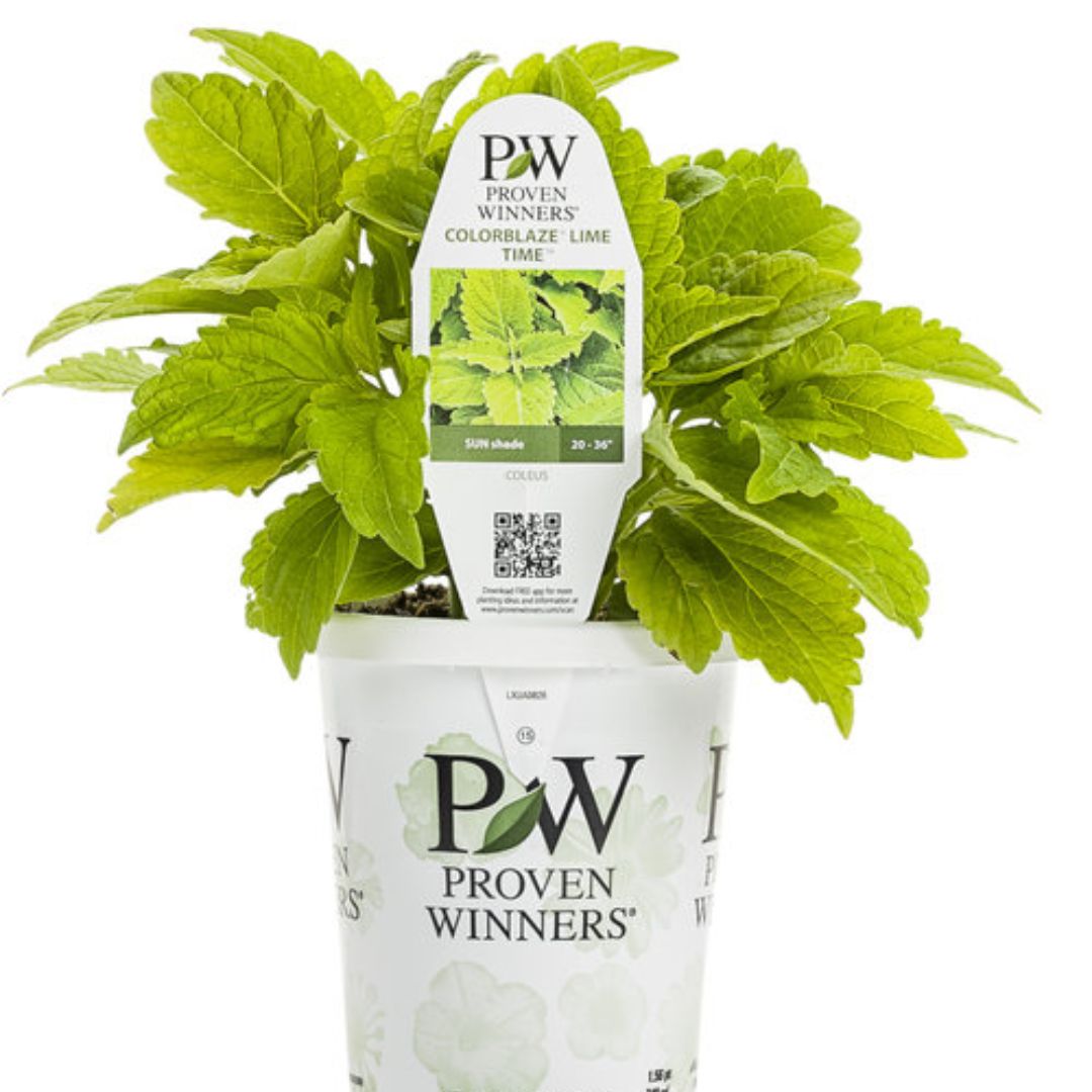 Proven Winners ColorBlaze® Lime Time® Coleus