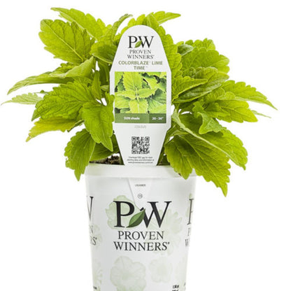 Proven Winners ColorBlaze® Lime Time® Coleus