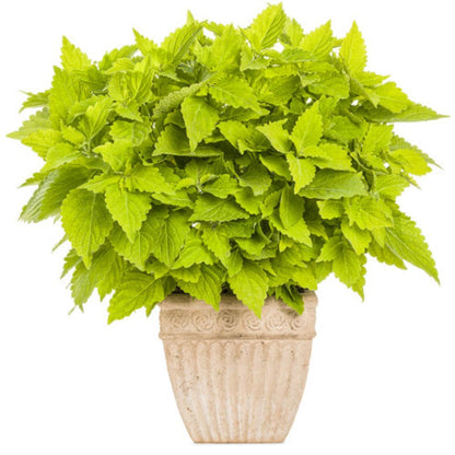 Proven Winners ColorBlaze® Lime Time® Coleus