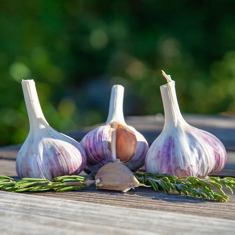 Georgian Fire Garlic (lb)