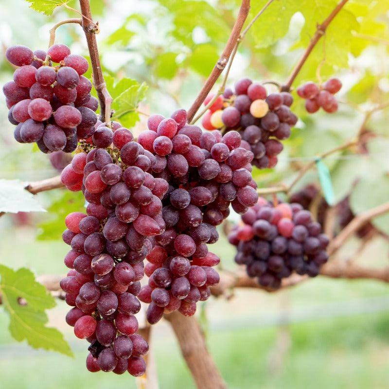 Crimson Seedless Table Grape Vine