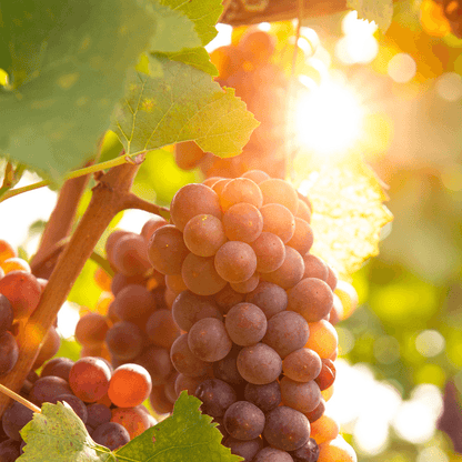 Reliance Seedless Table Grape Vine