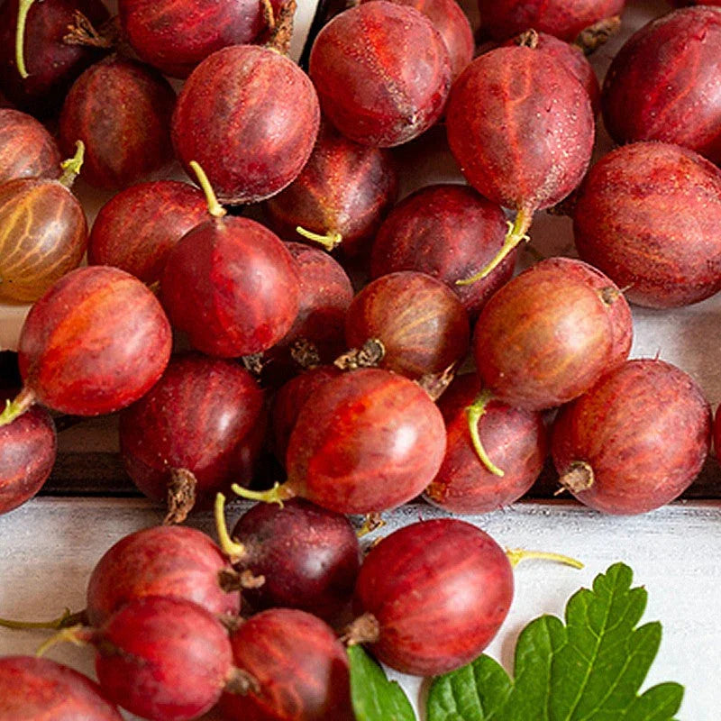 Hinnonmaki Red Gooseberry