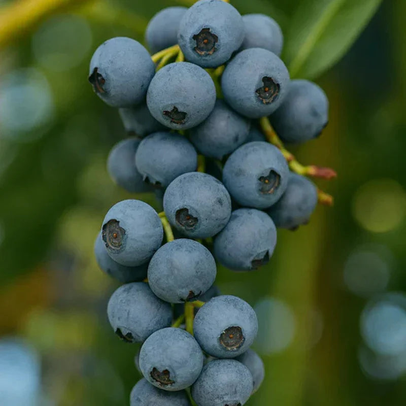 O'Neal Blueberry (Early Harvest)