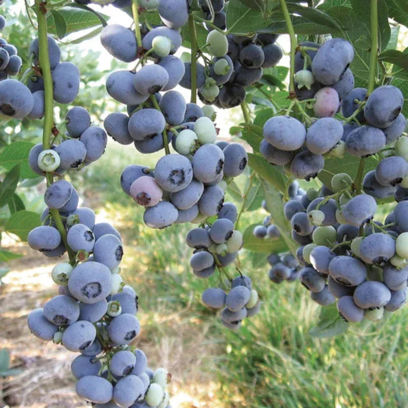 Liberty Blueberry (Late Harvest)