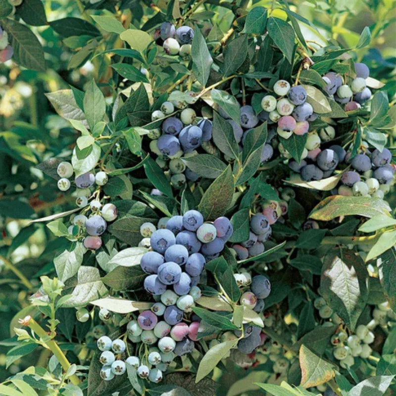 Legacy Blueberry (Mid to Late Harvest)