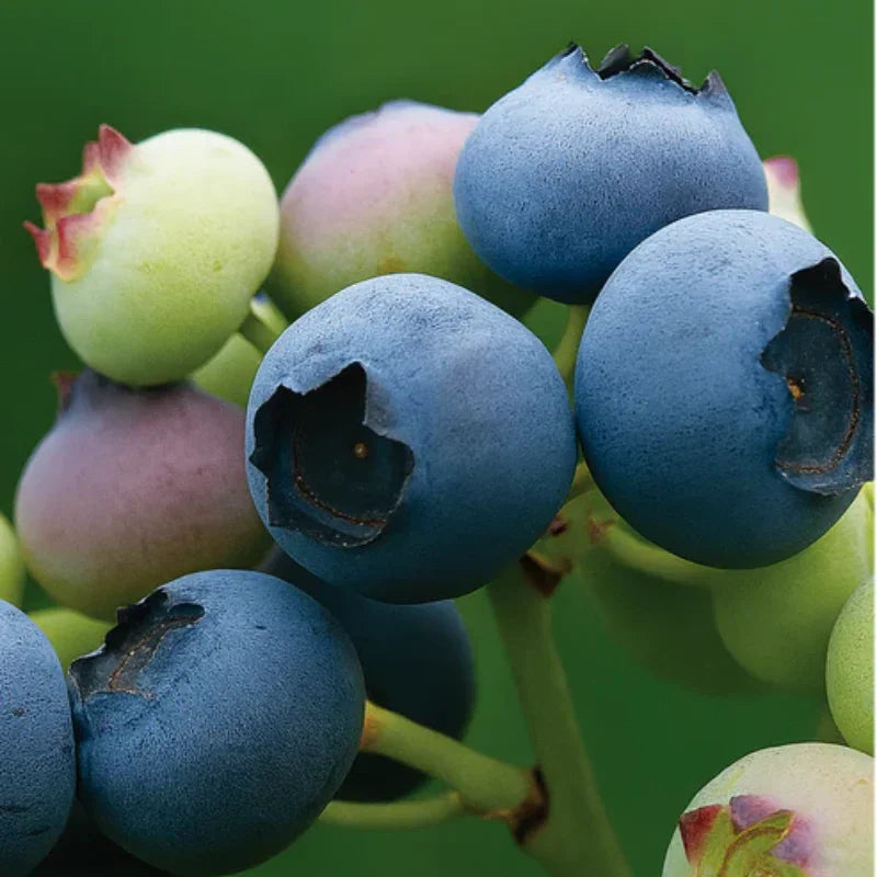 Polaris Blueberry (Early Harvest)