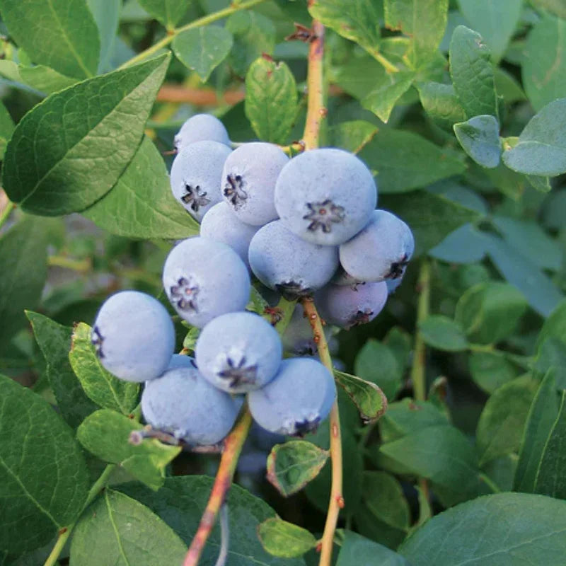 Biloxi Blueberry (Mid Harvest)