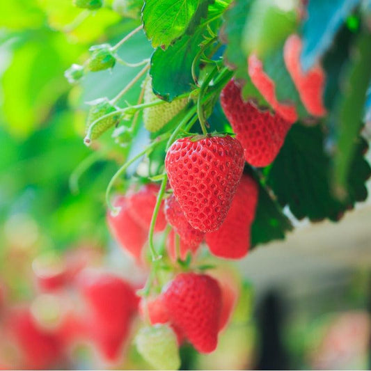 Seascape Strawberry Plants (Bundle of Approximately 25)