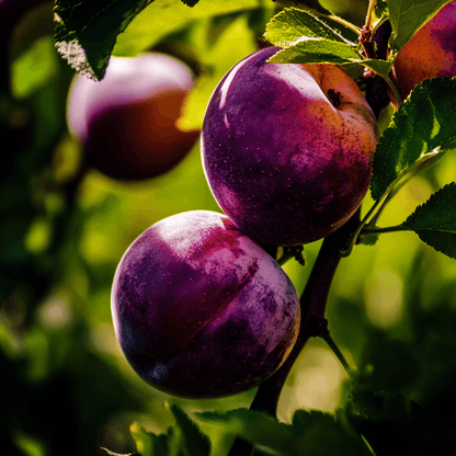 Flavor King Pluot Tree