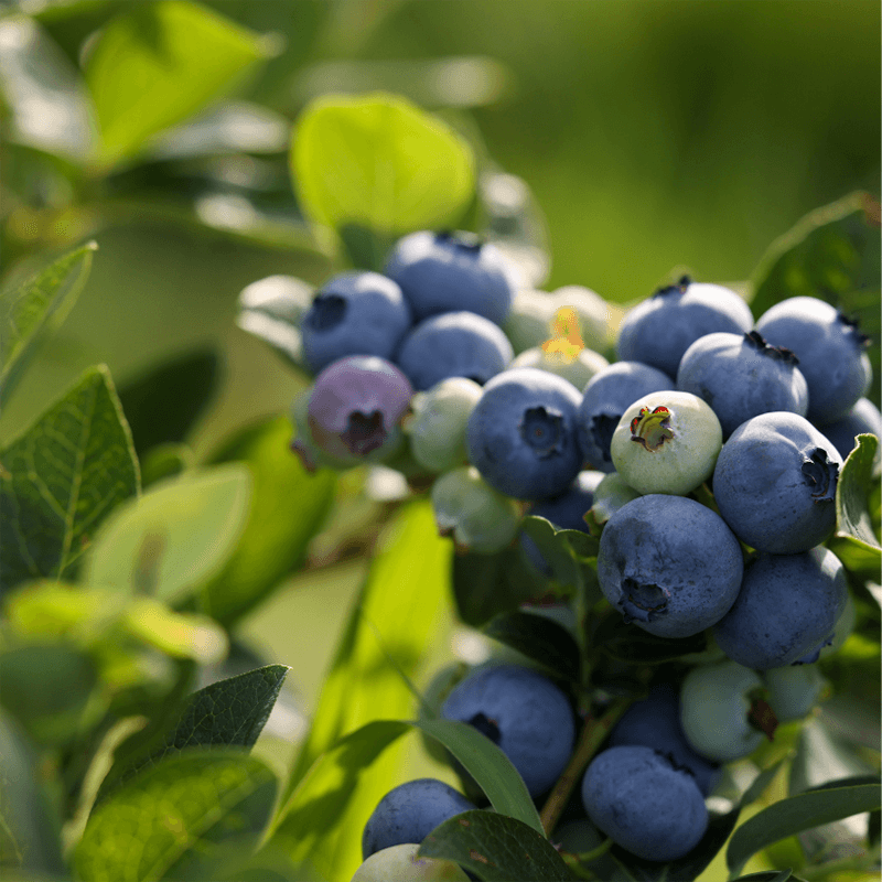 Potted Blueberry - Jelly Bean