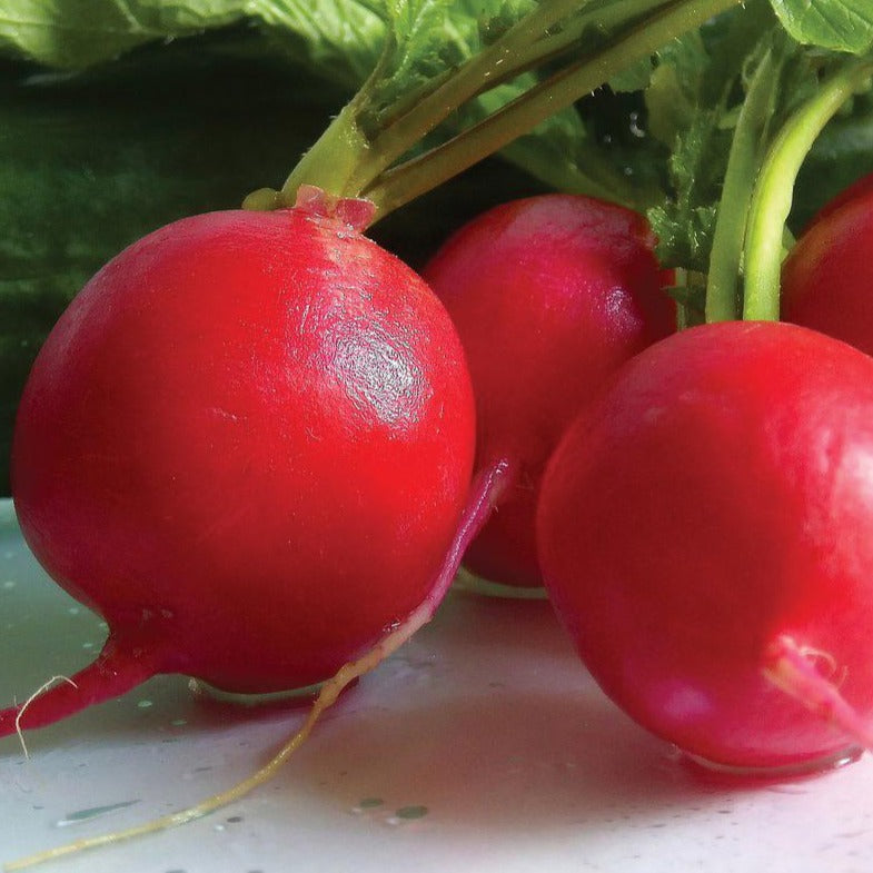 German Giant Radish – Set Apart Farm & Gardens