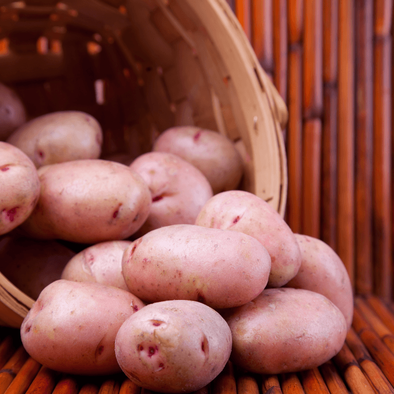 Organic Red Pontiac Seed Potato (lb)