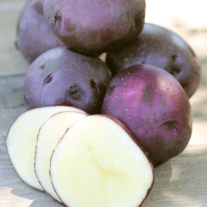 Organic Huckleberry Gold Seed Potato (lb)