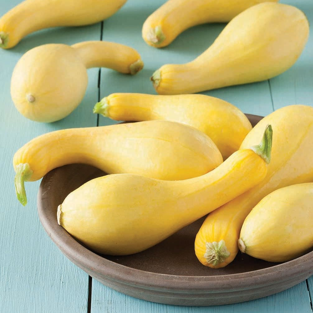 Crookneck Squash Seed