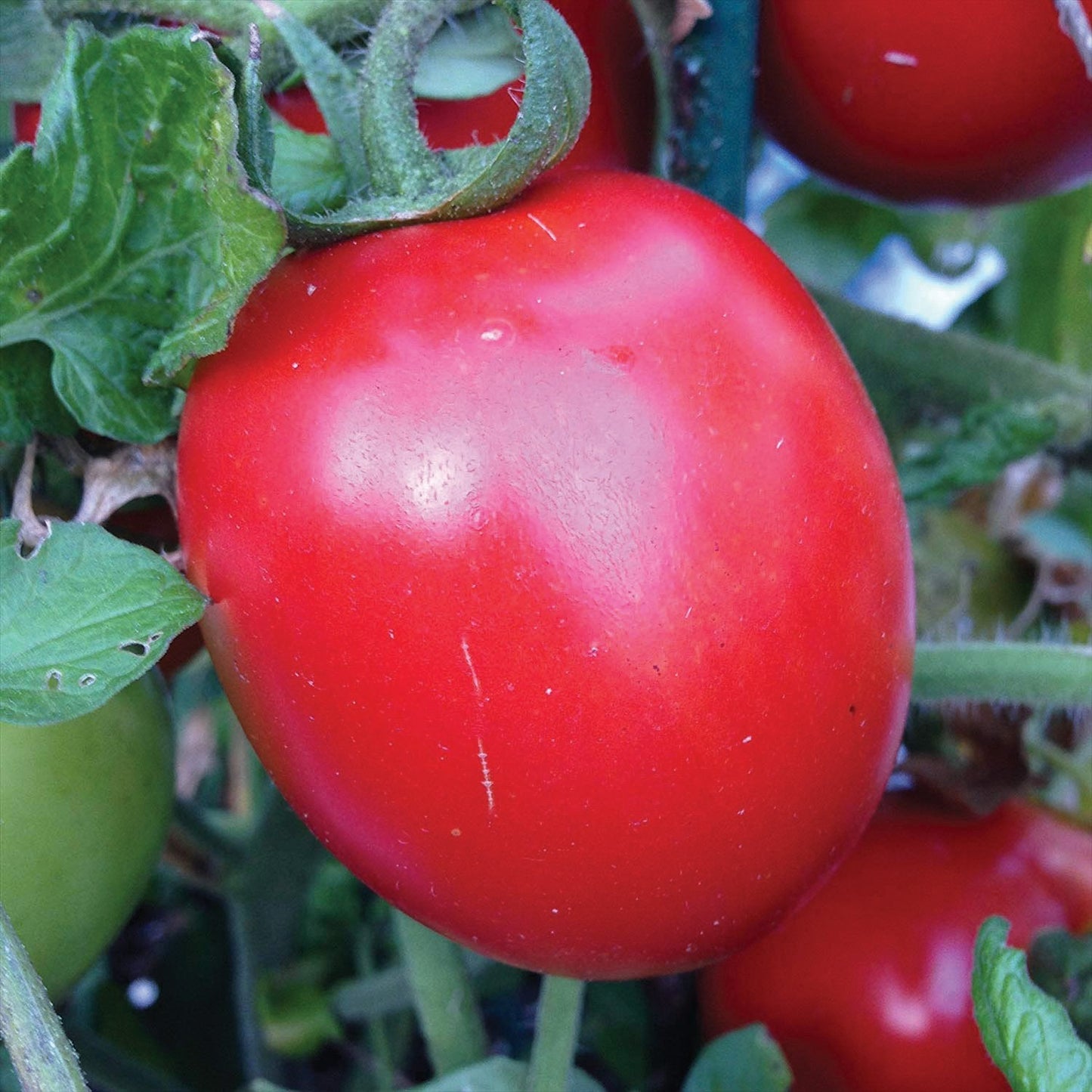 Rio Grande Tomato