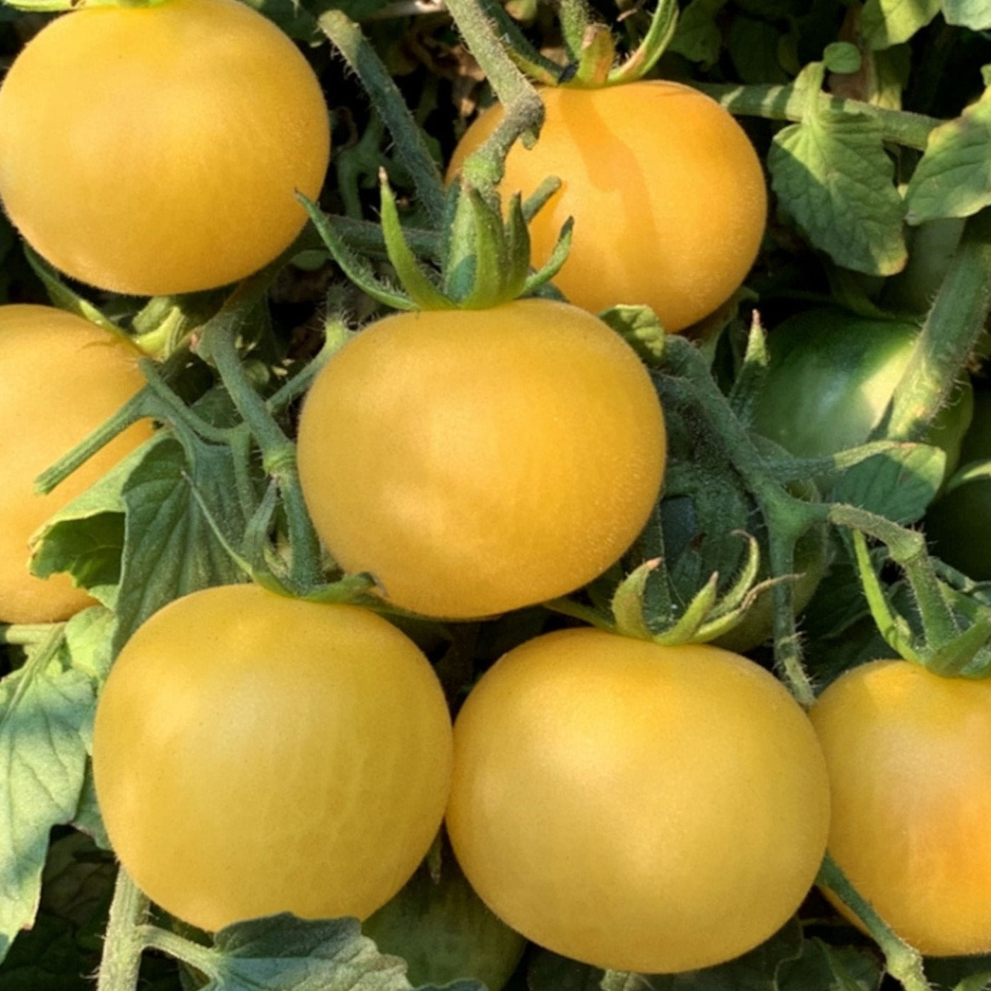 Wapsipinicon Peach Tomato