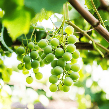 Thompson Seedless Table Grape Vine